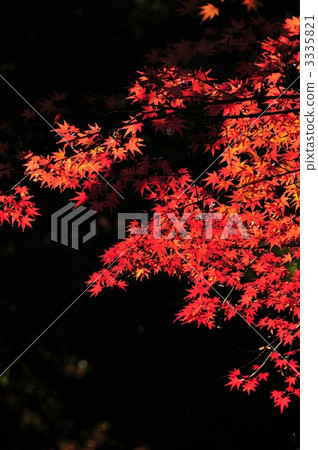 maple, yellow leafe, red leafe 3335821