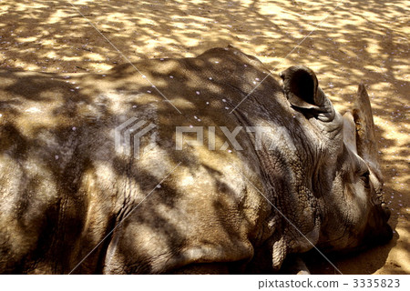 Rhino Rhino 3335823