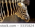 zebra  3335824
