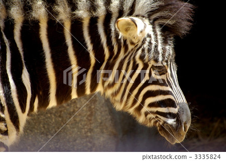 zebra zebra 3335824