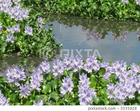 Water hyacinth flower field Water hyacinth flower field 3335828