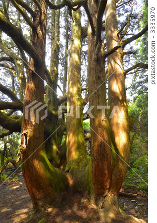 樹木 樹 木頭 3335970