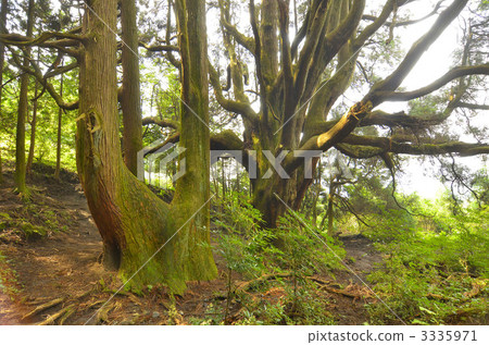 植物 植物學 植物的 3335971