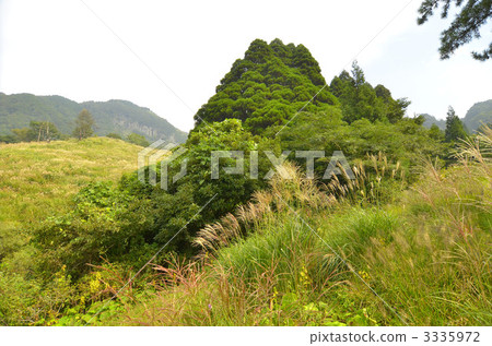 針葉樹 針葉 阿蘇市 3335972