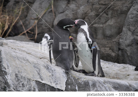 Kiss Petiten 3336388