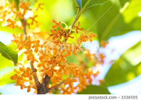 金木犀 金木犀 3336505