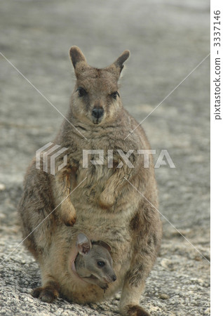 Parent and child of wallaby 3337146