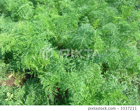 紅蘿蔔 紅蘿蔔 3337211