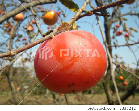 柿子 3337212