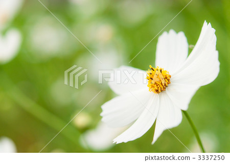 新鮮的白色波斯菊 新鮮的白色波斯菊 3337250