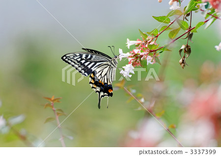Monsieura and white flower · Averia 3337399