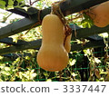 gourd, garden tree, botanic 3337447