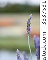 Dentata Lavender 3337531