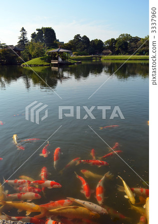 岡山後樂園的Sawa池塘和Nishikigoi 3337960