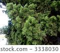 Shoot a pine branch while walking 3338030