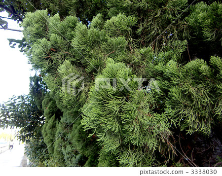 Shoot a pine branch while walking Shoot a pine branch while walking 3338030