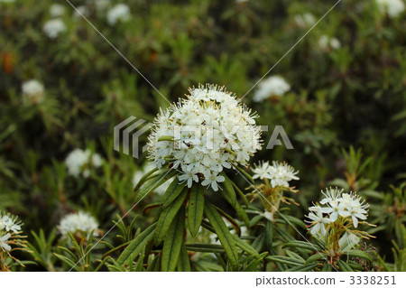 White white azalea White white azalea 3338251