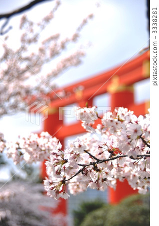Cherry blossoms and torii at Kyoto 3338281