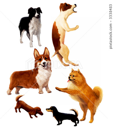 Border terrier Pomeranian Dachs 3338483