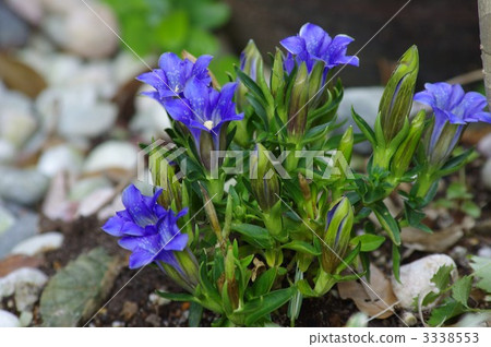 Ryuugi Miyama Ryuugi Miyama 3338553