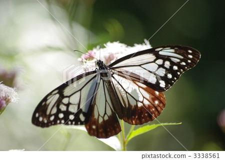 Fujikaku和Asagi Madara 3338561