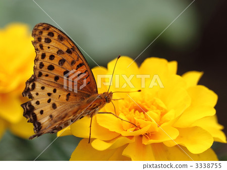 TsunagoroHyouton♂ 3338755