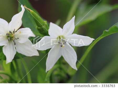 紅辣椒白花在領域的 3338763