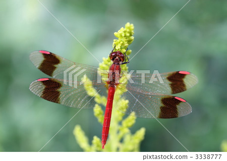 Miyama makane dragonfly of Seiitaka-awadaki Saw 3338777
