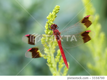 Miyama makane dragonfly of Seiitaka-awadaki Saw Miyama makane dragonfly of Seiitaka-awadaki Saw 3338780