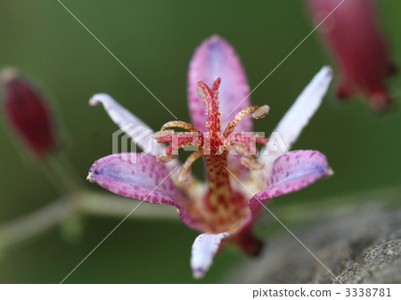 Flower of Hototo gime Flower of Hototo gime 3338781