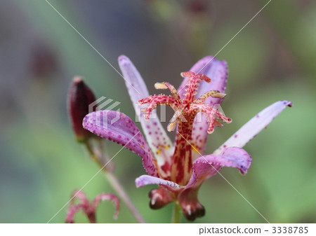 Hototogisu flower 3338785