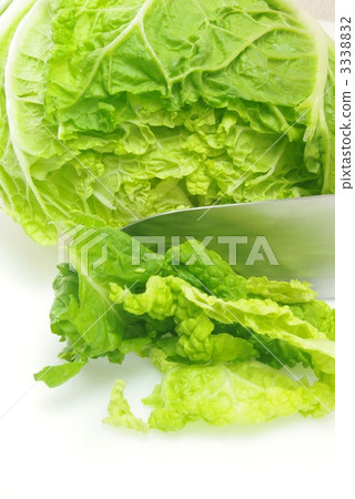 要減少大白菜 要減少大白菜 3338832