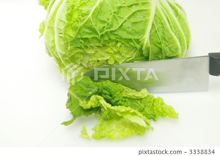 To cut down Chinese cabbage To cut down Chinese cabbage 3338834