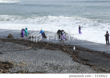 日高海帶 3338922