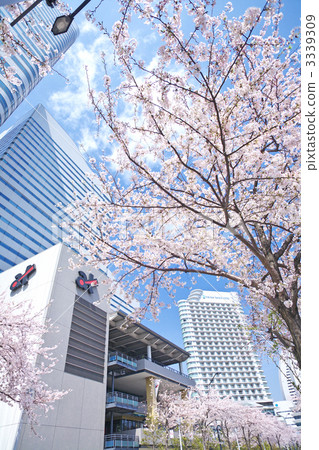 橫濱港未來21和一排櫻花 3339309