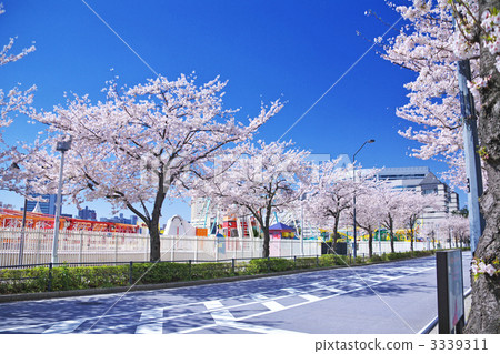 橫濱科斯莫世界和櫻花樹 3339311