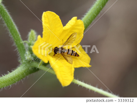 男孩的花蜂 男孩的花蜂 3339312