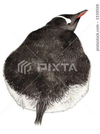 Gentoo penguin Gentoo penguin 3339509