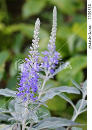 horaniwaran, toteiran flowers, outside 3339588