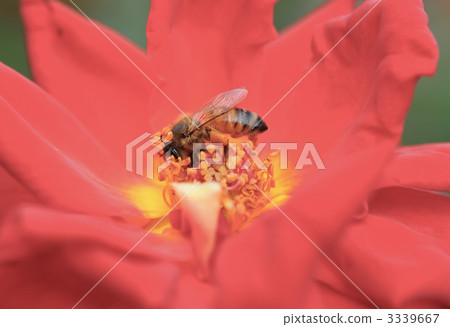 bee, hive bee, honeybee 3339667