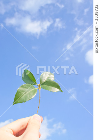 sky, vegetation, vegetative 3339732
