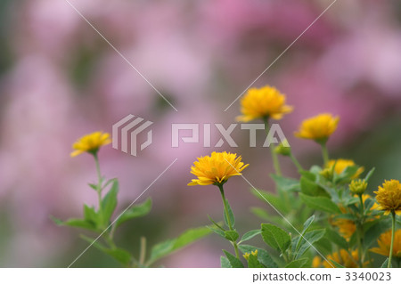 Princess sunflower Princess sunflower 3340023