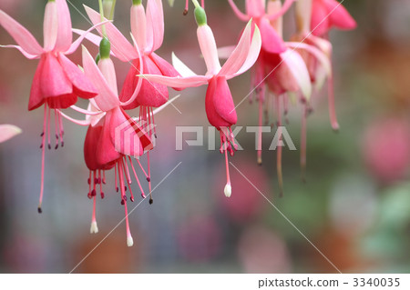 Hoksia Hoksia 3340035