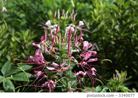  Cleome 3340077