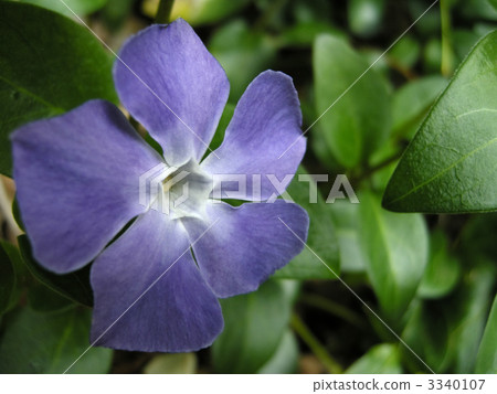 Periwinkle Periwinkle 3340107