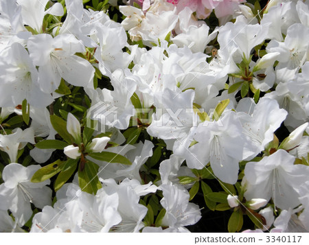 Hirato Azalea 3340117