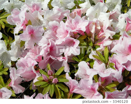 Hirato Azalea 3340120