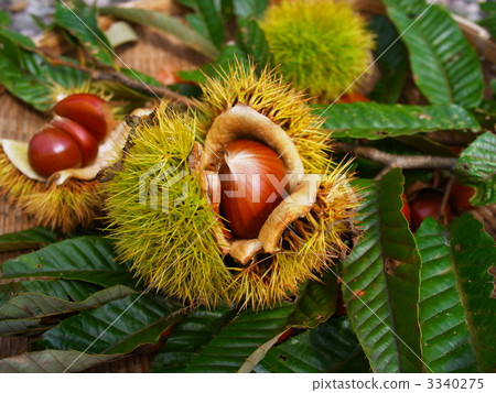 箱子 蠹虫 带刺的果子