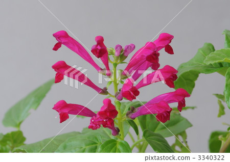 Tatsunamisou Scuteralia Tatsunamisou Scuteralia 3340322