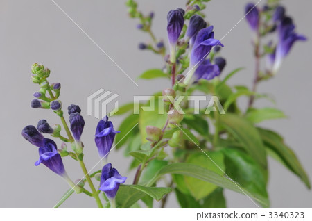 黃芩藍火 3340323